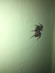 Araneae