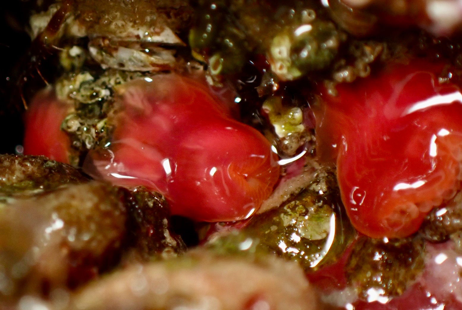 Corynactis californica Carlgren, 1936