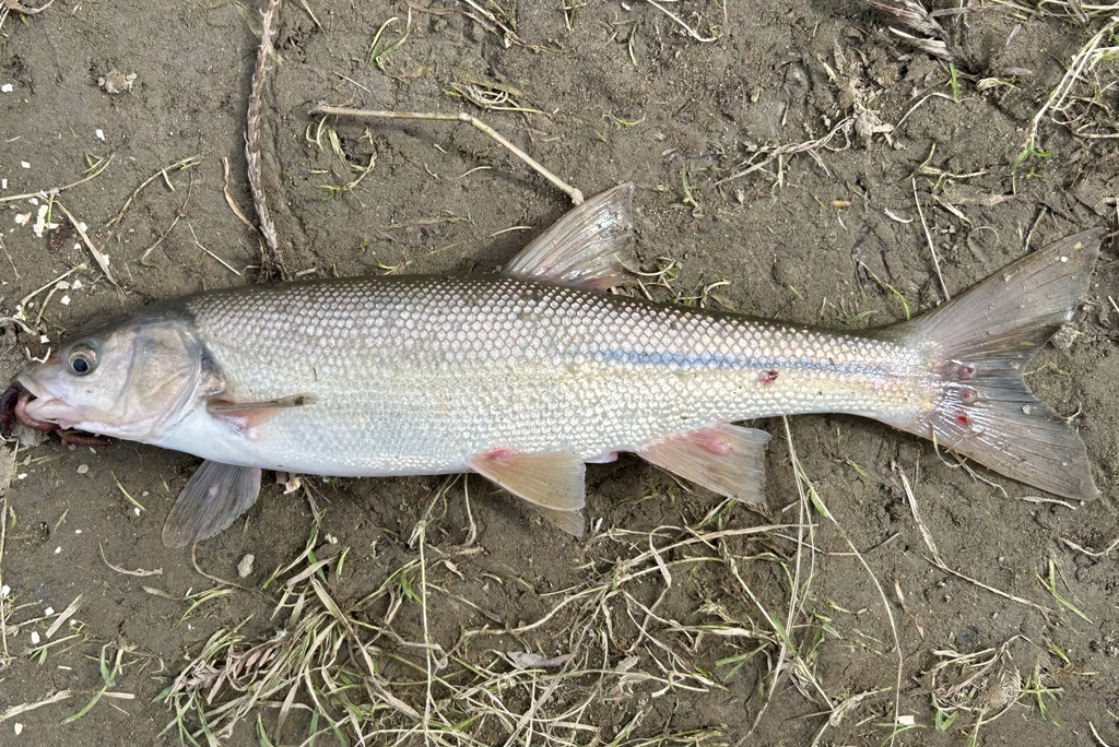 Hardhead (Mylopharodon conocephalus) — Cyprinidae