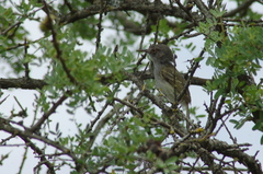 Hemitriccus margaritaceiventer