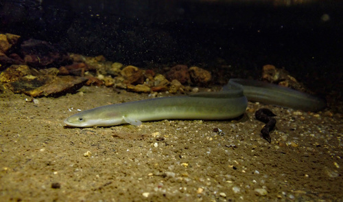 Japanese eel (Anguilla japonica) — Anguillidae