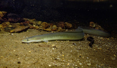 Japanese Eel photo 2