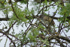 Hemitriccus margaritaceiventer