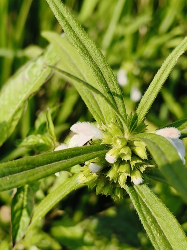 Ceylon slitwort (Leucas zeylanica)