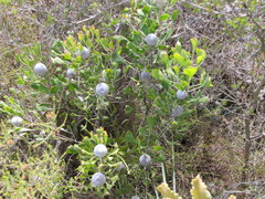 Isopogon trilobus