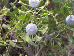 Isopogon trilobus