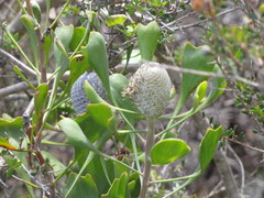 Isopogon trilobus