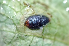 Phytomyza tiarellae