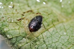 Phytomyza tiarellae