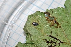 Phytomyza tiarellae