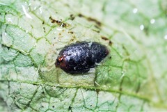 Phytomyza tiarellae