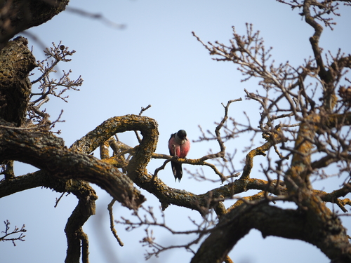 Lewis's Woodpecker (Melanerpes lewis), photo 4