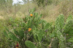 Opuntia elata