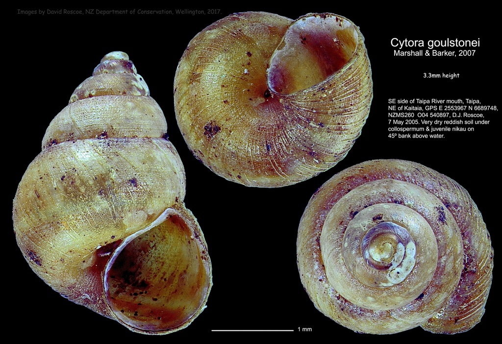 Cytora goulstonei
