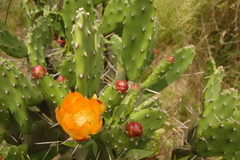 Opuntia elata
