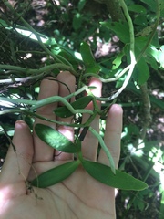 Campylocentrum micranthum