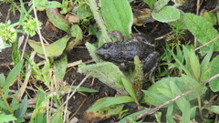 Leptodactylus latinasus