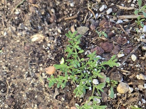 Grey Rupturewort (Herniaria cinerea)