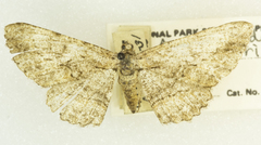 Iridopsis obliquaria