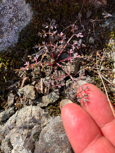iNaturalist observation photo of carrot family