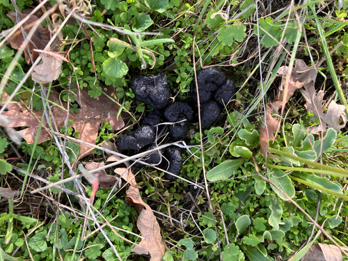 iNaturalist observation photo of Wild Boar