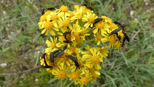Unknown species found near Cutler Bay, FL, USA