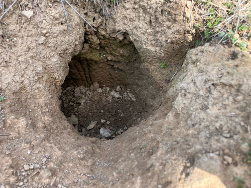 iNaturalist observation photo of American Badger