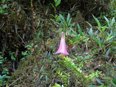 Philesia magellanica