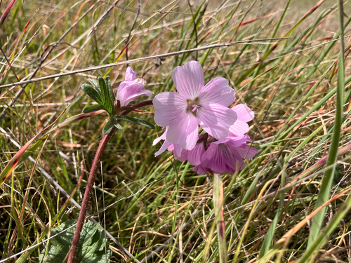 iNaturalist observation photo of checkerbloom