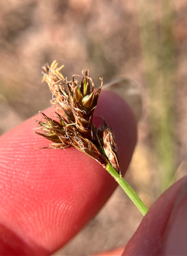 iNaturalist observation photo of true sedges