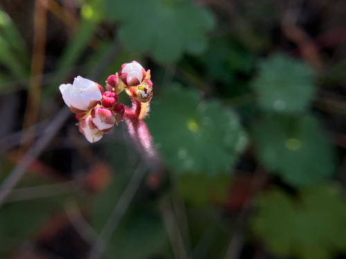 iNaturalist observation photo of California Saxifrage