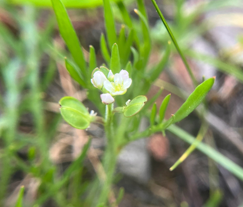 iNaturalist observation photo of Shining Pepperweed