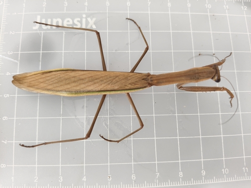 Narrow-winged Mantis