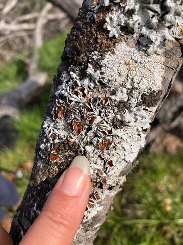 iNaturalist observation photo of Fringed Shield Lichen