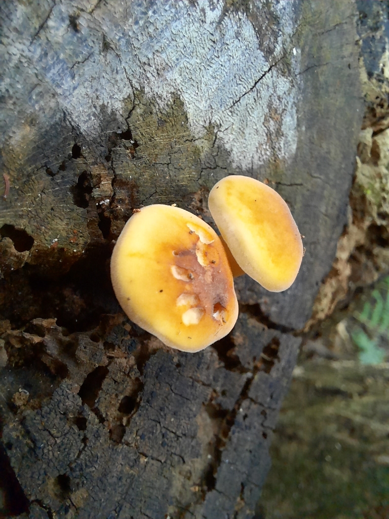 Flammulina velutipes · February 2026 · photo: © maxxrandomnumbers (iNaturalist, cc0)