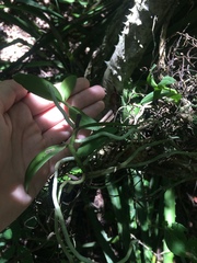 Campylocentrum micranthum