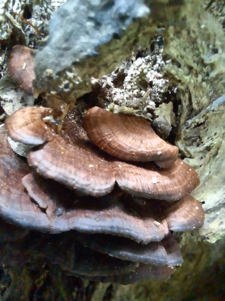 Hymenochaete microcycla · February 2026 · photo: © maxxrandomnumbers (iNaturalist, cc0)