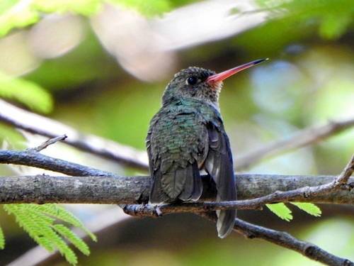 Gilded Sapphire (Hylocharis chrysura), photo 6