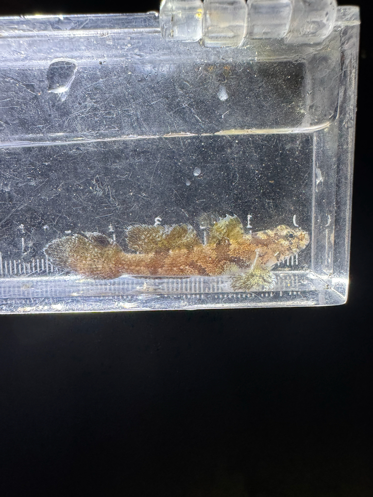 Hasselt's Flap-headed Goby (Callogobius hasseltii)
