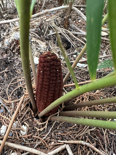 Zamia integrifolia