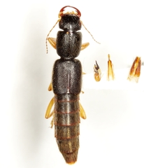 Pinophilus latipes