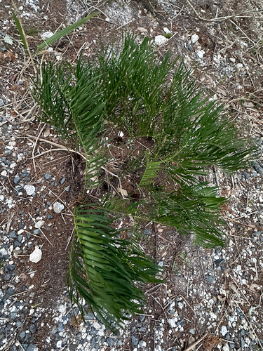 Zamia integrifolia