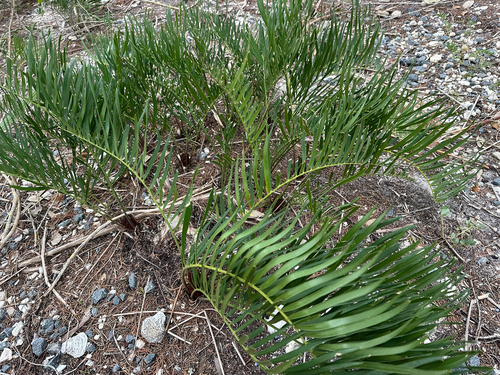 Zamia integrifolia