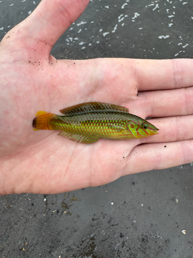 Argus wrasse (Halichoeres argus)