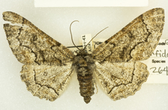 Phaeoura perfidaria