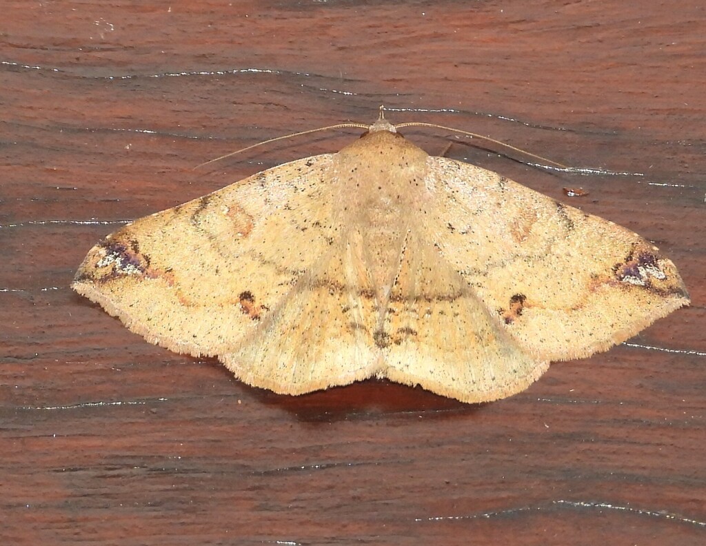 Ericeia pertendens