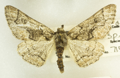 Phaeoura mexicanaria
