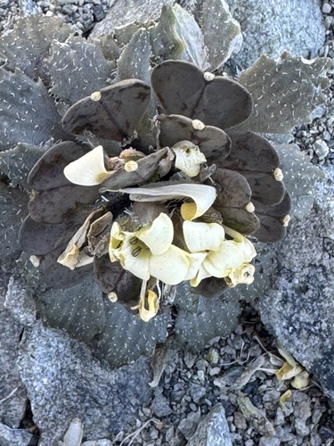 Notothlaspi rosulatum, photograph 3