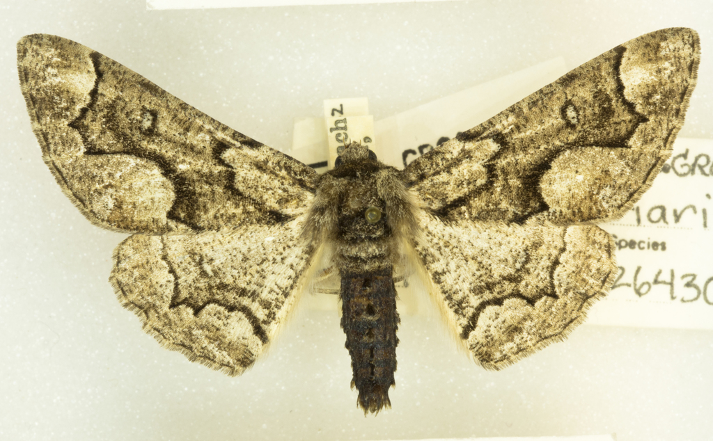 Phaeoura mexicanaria