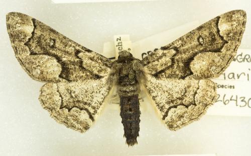 Phaeoura mexicanaria